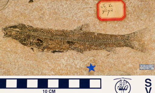 Notogoneus osculus Cope