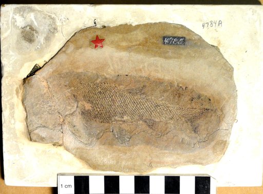 Pholidophorus americanus Eastman
