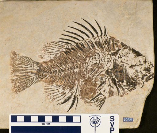 Priscacara serrata Cope