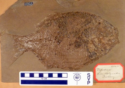 Dapedium pholidotus Agassiz