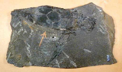 Pterichthyodes milleri Agassiz