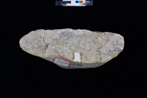 Aspidorhynchus comptoni Agassiz