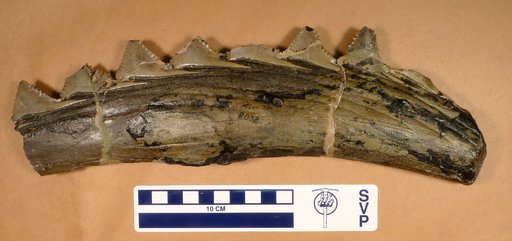 Edestus heinrichsii Newberry & Worthen