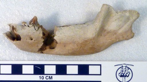 Borophagus cf. dudleyi