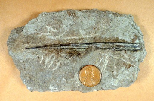Ctenacanthus acutus ? Eastman