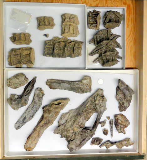 Xiphactinus molossus (Cope)