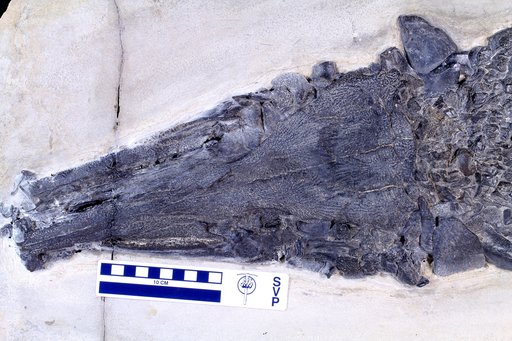 Atractosteus atrox (Leidy, 1873)