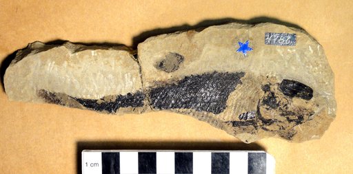 Pholidophorus americanus Eastman