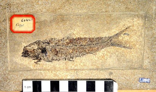 Knightia sp