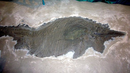Stenopterygius quadricissus (Quenstedt, 1858)