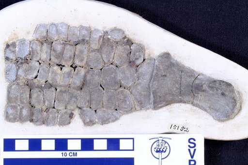 Ichthyosaurus sp 1822