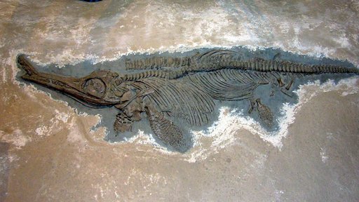 Ichthyosaurus ? conybeari Lydekker, 1888