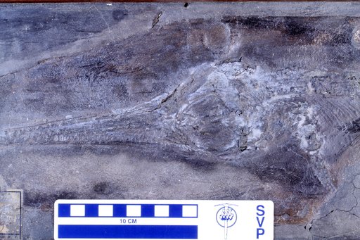 Stenopterygius sp