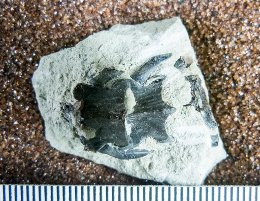 Ototriton anceps (Marsh, 1871)