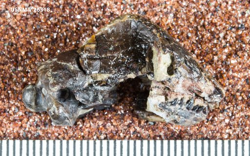 Spathorhynchus fossorium Berman, 1973