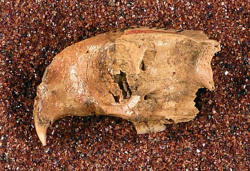 Brotomys voratus Miller