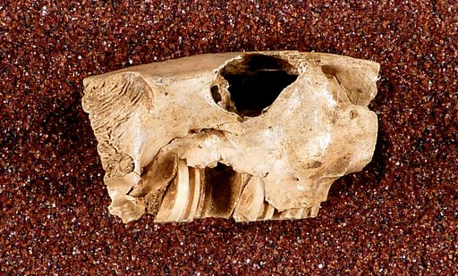 Plagiodontia ipnaeum Johnson