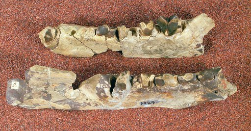 Oxyaena forcipata Cope