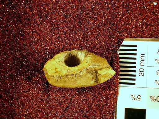 Xestops ? vagans Marsh, 1873