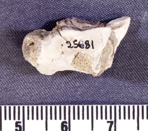 Asillahyllos sp