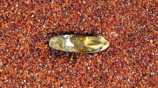 Chiromyoides potior Gingerich
