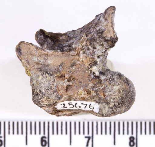 Asillahyllos sp