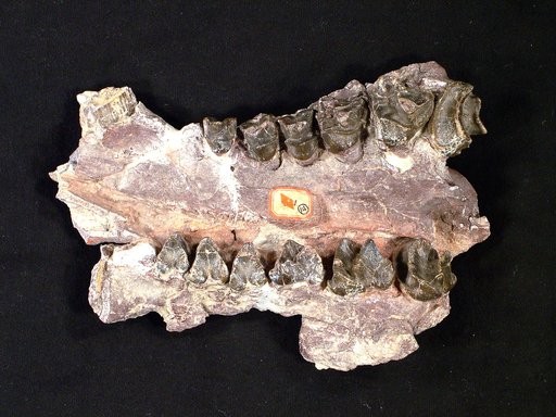 Bathmodon molestus Cope