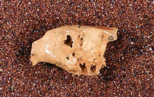 Brotomys ? contractus Miller