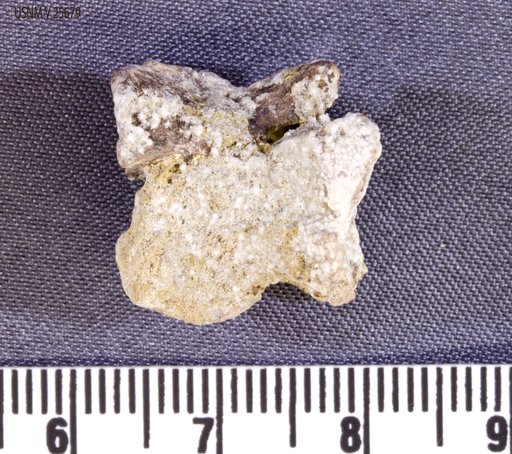 Asillahyllos sp