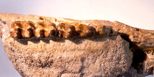Orotherium cristonense (Cope, 1877)