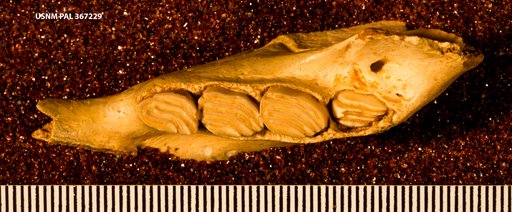Quemisia gravis Miller