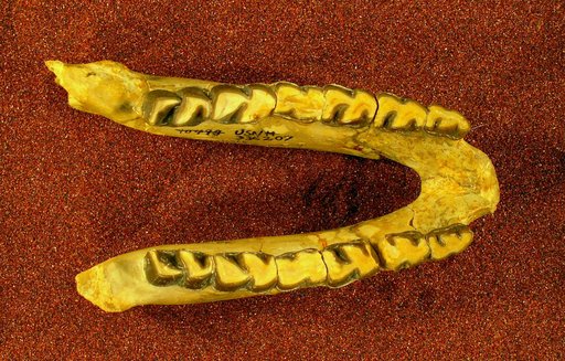 Hyracodon nebraskensis (Leidy)