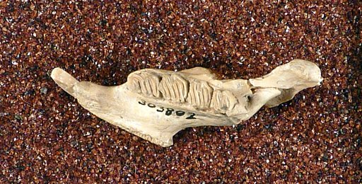 Plagiodontia spelaeum Miller