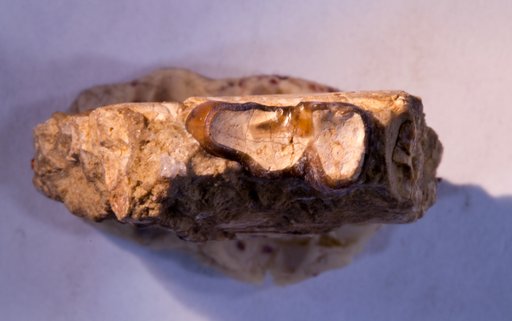 Esthonyx burmeisteri Cope