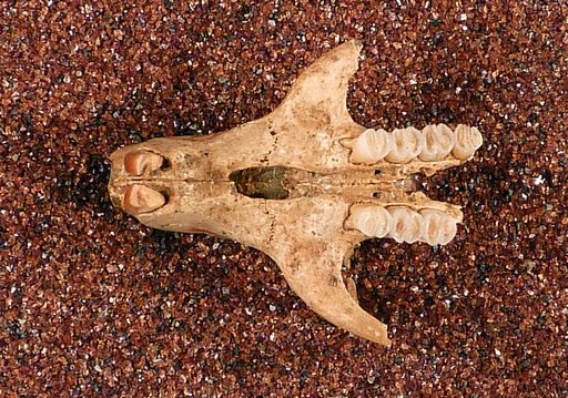 Boromys offella Miller