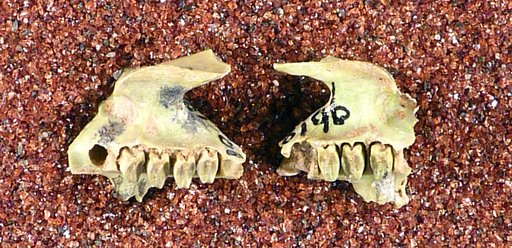 Brachylagus browni Hay
