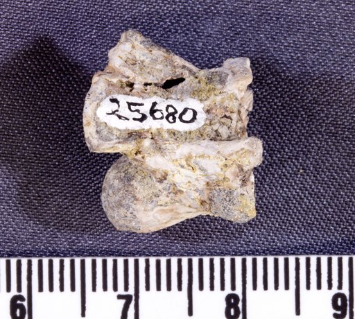 Asillahyllos sp