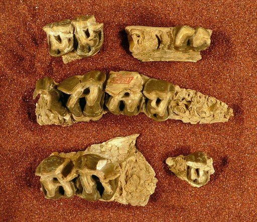 Subhyracodon gidleyi Wood, 1927