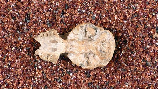 Corynorhinus alleganiensis Gidley & Gazin, 1933