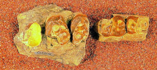 Deuterogonodon montanus (Gidley in Simpson, 1935)