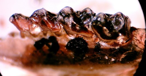 Tetonoides pearcei Gazin, 1962