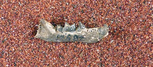 Spilogale pedroensis Gazin