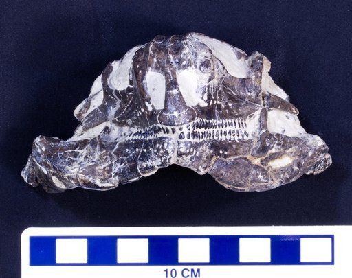 Polyglyphanodon sternbergi Gilmore, 1940