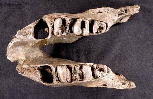 Megatherium mirabile Leidy