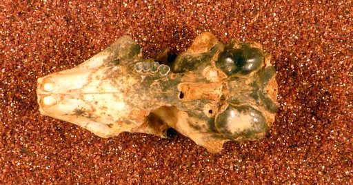 Tamias aristus Ray