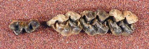 Anchitherium (Parahippus) cognatus Leidy