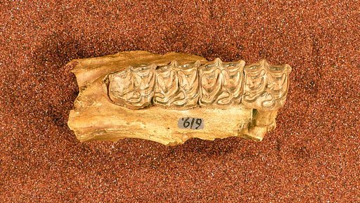 Equus (Protohippus) perditus Leidy