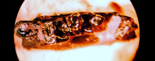 Dracontolestes aphantus Gazin, 1941