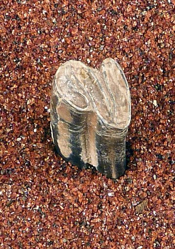 Dipoides intermedius Zakrzewski