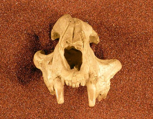 Dinictis major Lucas